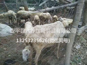 圈羊网、羊圏网 (1)