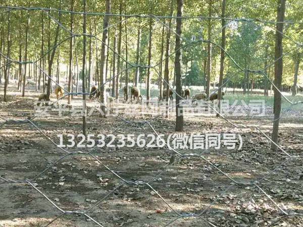 圈羊网、羊圏网 (2)